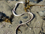 sea snake(copyc)